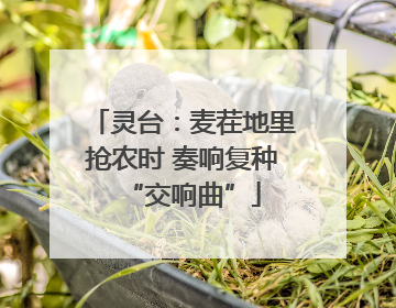 灵台：麦茬地里抢农时 奏响复种“交响曲”