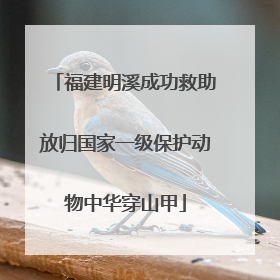 福建明溪成功救助放归国家一级保护动物中华穿山甲