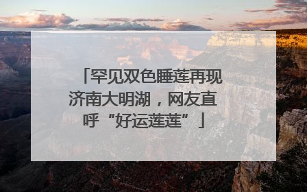 罕见双色睡莲再现济南大明湖，网友直呼“好运莲莲”