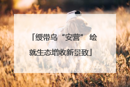 绶带鸟“安营” 绘就生态增收新景致