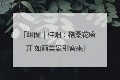 组图｜桂阳：格桑花盛开 如画美景引客来