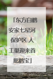 东方白鹳安家七星河保护区 人工巢迎来首批鹳宝