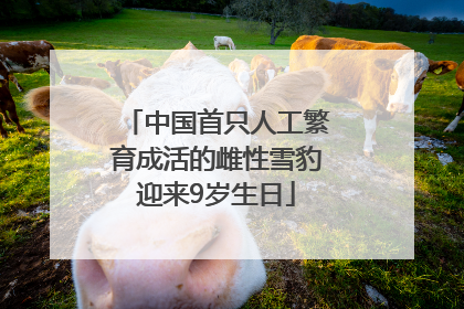 中国首只人工繁育成活的雌性雪豹迎来9岁生日