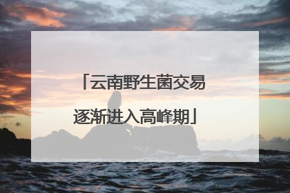 云南野生菌交易逐渐进入高峰期