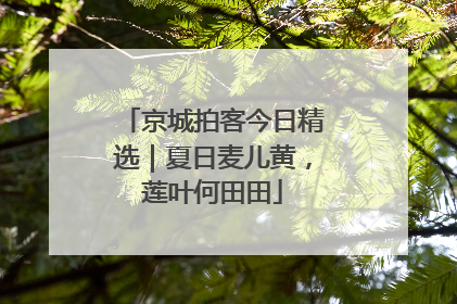 京城拍客今日精选｜夏日麦儿黄，莲叶何田田