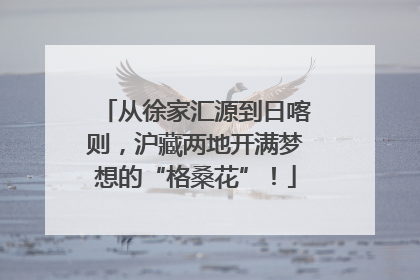 从徐家汇源到日喀则，沪藏两地开满梦想的“格桑花”！