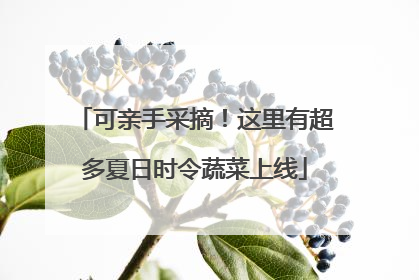 可亲手采摘！这里有超多夏日时令蔬菜上线