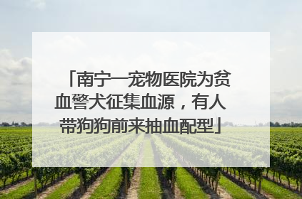 南宁一宠物医院为贫血警犬征集血源，有人带狗狗前来抽血配型