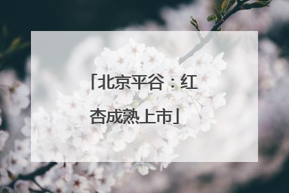 北京平谷：红杏成熟上市