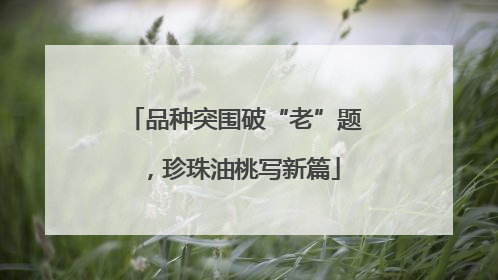 品种突围破“老”题，珍珠油桃写新篇