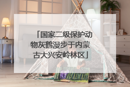 国家二级保护动物灰鹤漫步于内蒙古大兴安岭林区