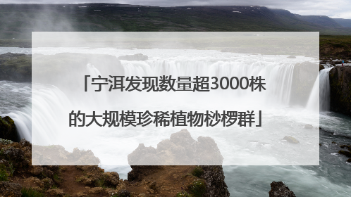 宁洱发现数量超3000株的大规模珍稀植物桫椤群