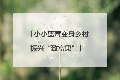 小小蓝莓变身乡村振兴“致富果”