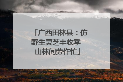 广西田林县：仿野生灵芝丰收季 山林间劳作忙