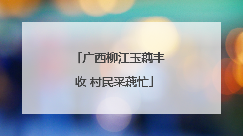 广西柳江玉藕丰收 村民采藕忙