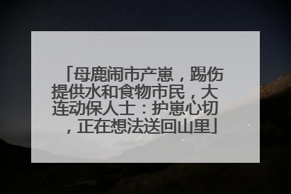 母鹿闹市产崽，踢伤提供水和食物市民，大连动保人士：护崽心切，正在想法送回山里