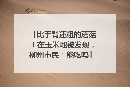 比手臂还粗的蘑菇！在玉米地被发现，柳州市民：能吃吗