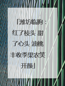 潍坊临朐：红了枝头 甜了心头 油桃丰收季果农笑开颜