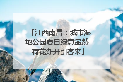 江西南昌：城市湿地公园夏日绿意盎然 荷花渐开引客来