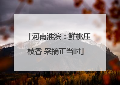 河南淮滨：鲜桃压枝香 采摘正当时