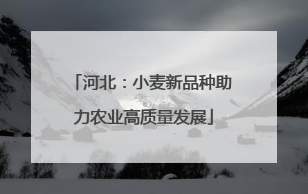 河北：小麦新品种助力农业高质量发展