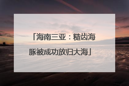 海南三亚：糙齿海豚被成功放归大海
