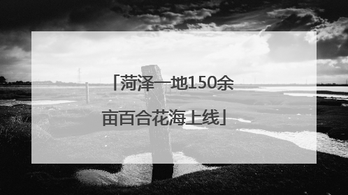 菏泽一地150余亩百合花海上线