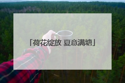 荷花绽放 夏意满塘
