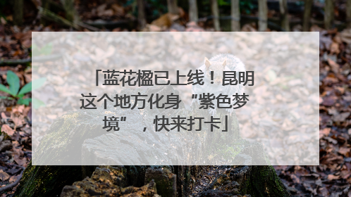 蓝花楹已上线！昆明这个地方化身“紫色梦境”，快来打卡