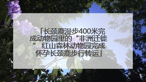 长颈鹿漫步400米完成动物园里的“非洲迁徙” 红山森林动物园完成怀孕长颈鹿步行转运
