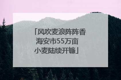风吹麦浪阵阵香 海安市55万亩小麦陆续开镰