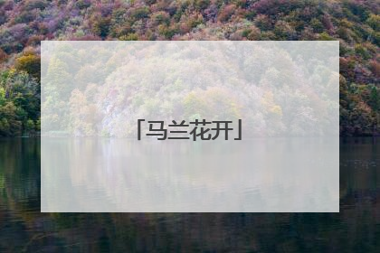 马兰花开