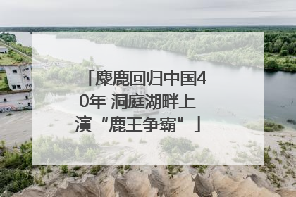 麋鹿回归中国40年 洞庭湖畔上演“鹿王争霸”