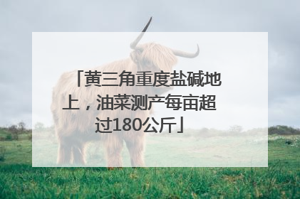 黄三角重度盐碱地上，油菜测产每亩超过180公斤